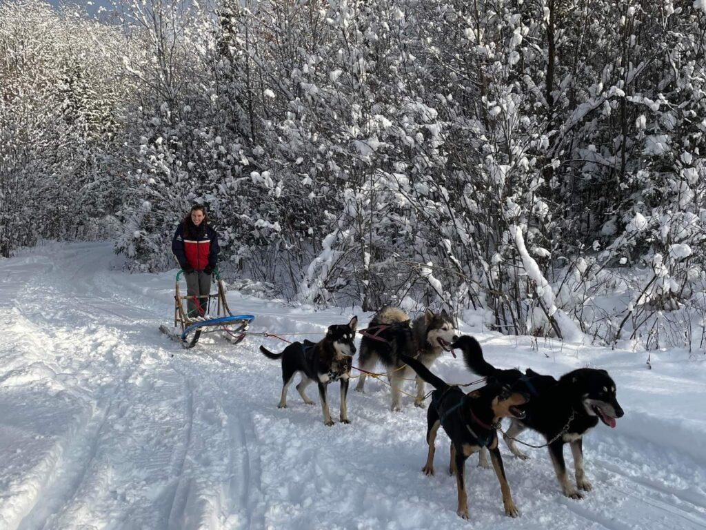 Wwoofing au Québec avec des chiens de traîneau